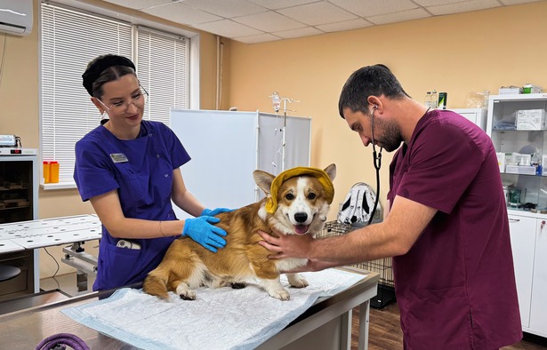 Центр ветеринарии