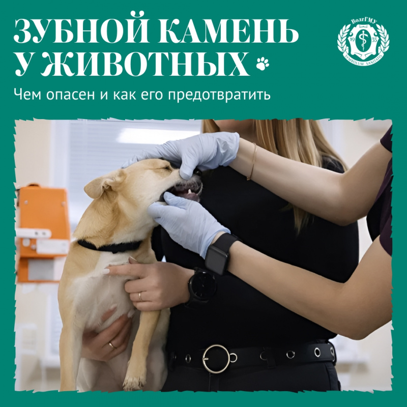 Зубной камень у животных