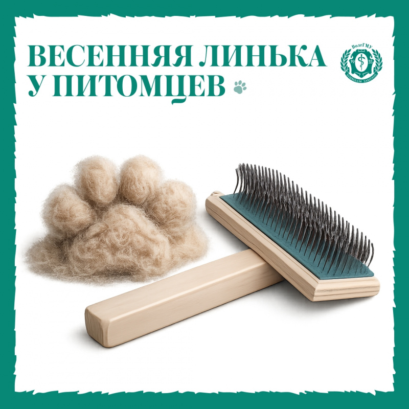 Весенняя линька. Когда надо начать беспокоиться