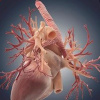 Открыт тестовый доступ к ESC CardioMed