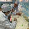 Исполнение техники посева в тандеме