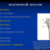 Мастер-класс по травматологии