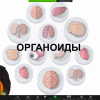 Гистологи обсудили новые механизмы клеточной гибели и химеризм