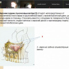 О заседании клуба нормально-аномальных морфологов