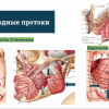 О заседании клуба нормально-аномальных морфологов