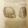 400 лет книге Андреаса Везалия