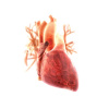 3D модель сердца. Фото: hiblogger.net
