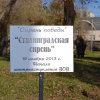 «Сталинградская сирень – сирень победы». 19 ноября 2013 года