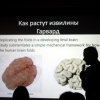 Нейролекторий
