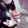 День кошки