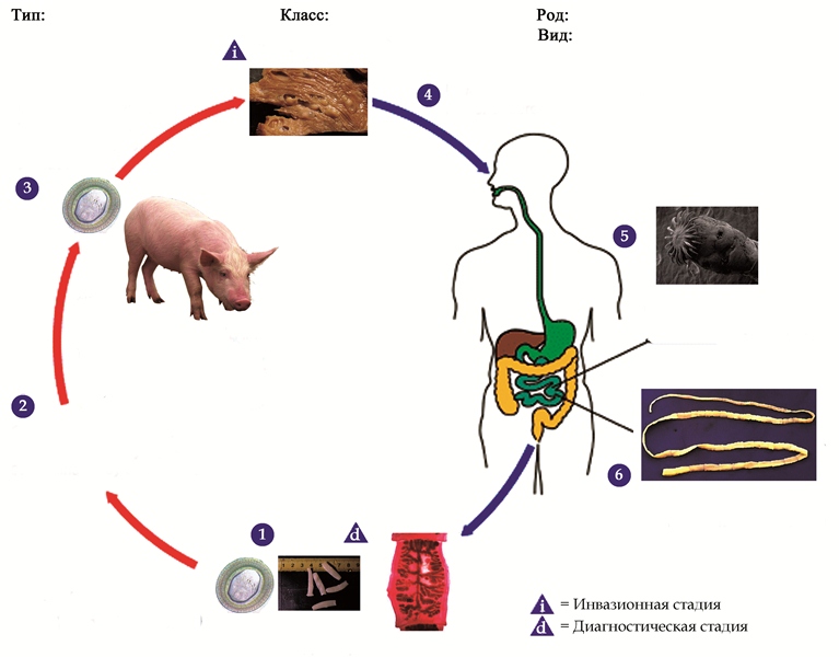 В каких органах паразитирует бычий цепень. Свиной цепень жизненный цикл. Бычий цепень цикл развития. Цикл развития свиного цепня. Жизненный цикл свиного солитера схема.